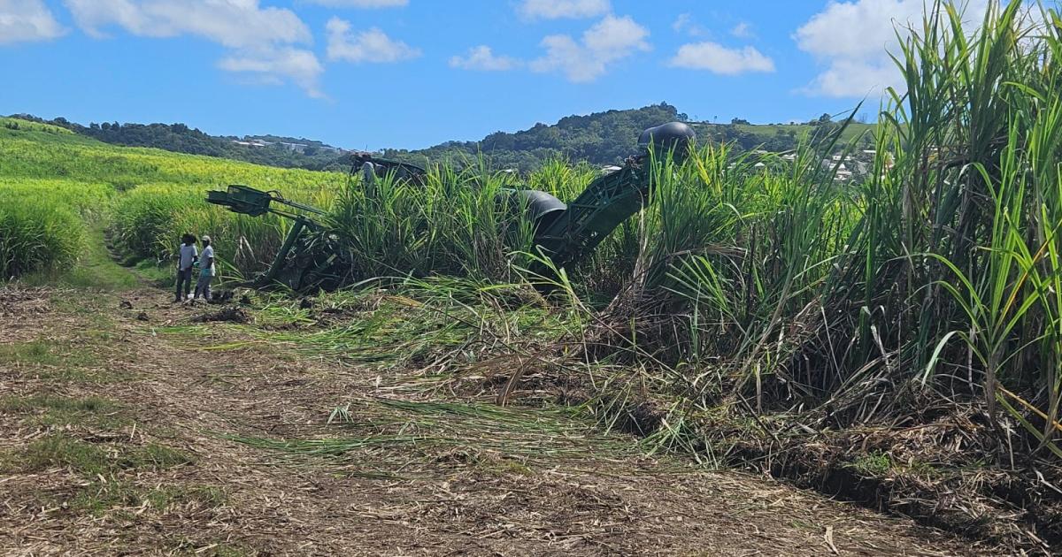     Bilan presque “catastrophique” de la campagne sucrière 2025

