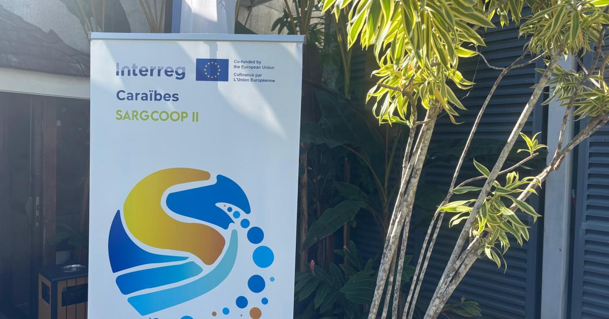     Recherche sur les sargasses : le programme international Sarg’Coop 2 est lancé

