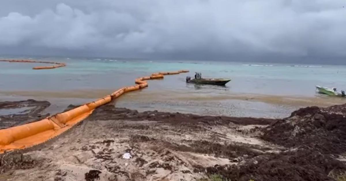     Sargasses : des chantiers de ramassage en cours et à venir en Guadeloupe

