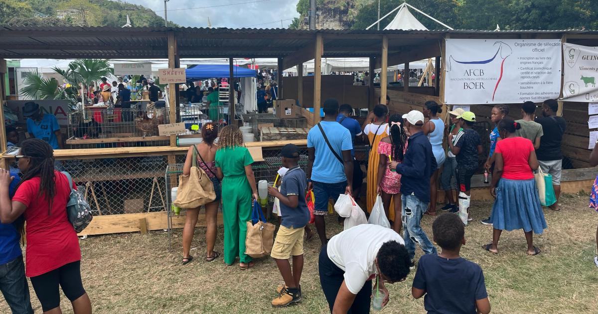     La Foire agricole et artisanale de Rivière-Pilote se poursuit ce dimanche

