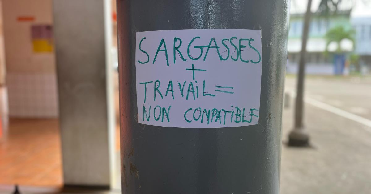     Echouage massif de sargasses, le personnel du collège Robert 3 mobilisé

