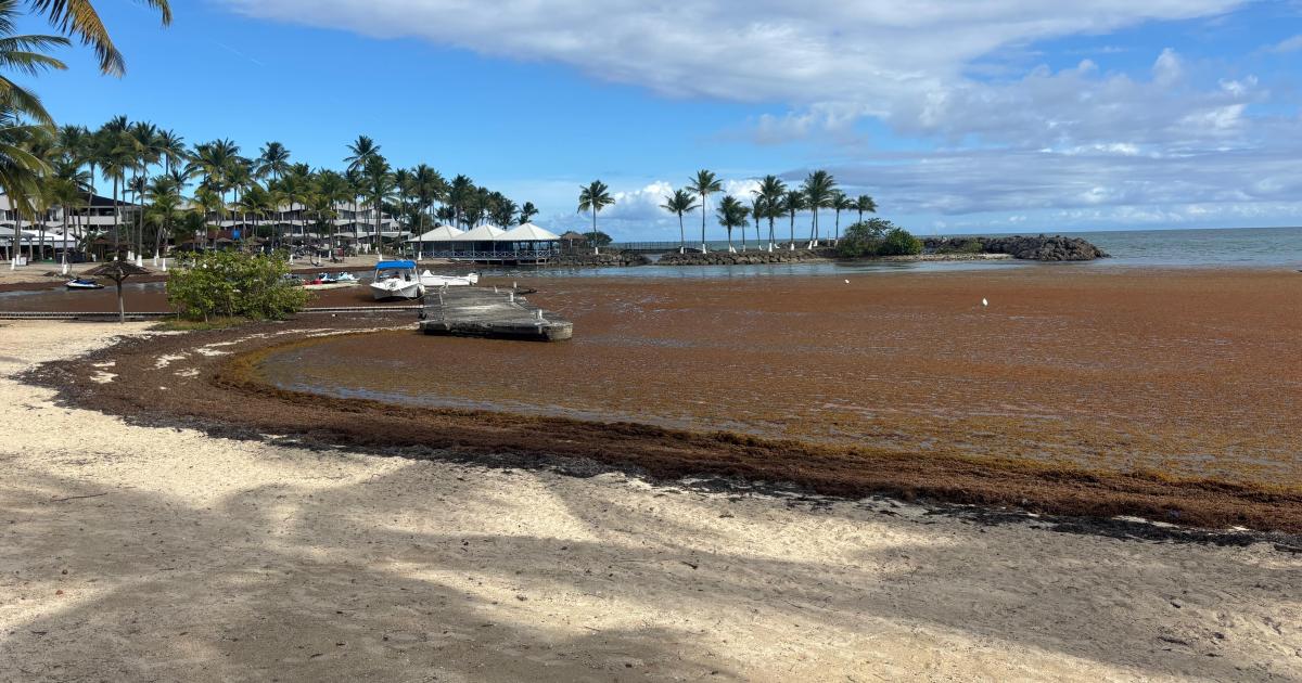     [ DOSSIER SARGASSES ] Les sites de stockage sont saturés depuis 15 ans

