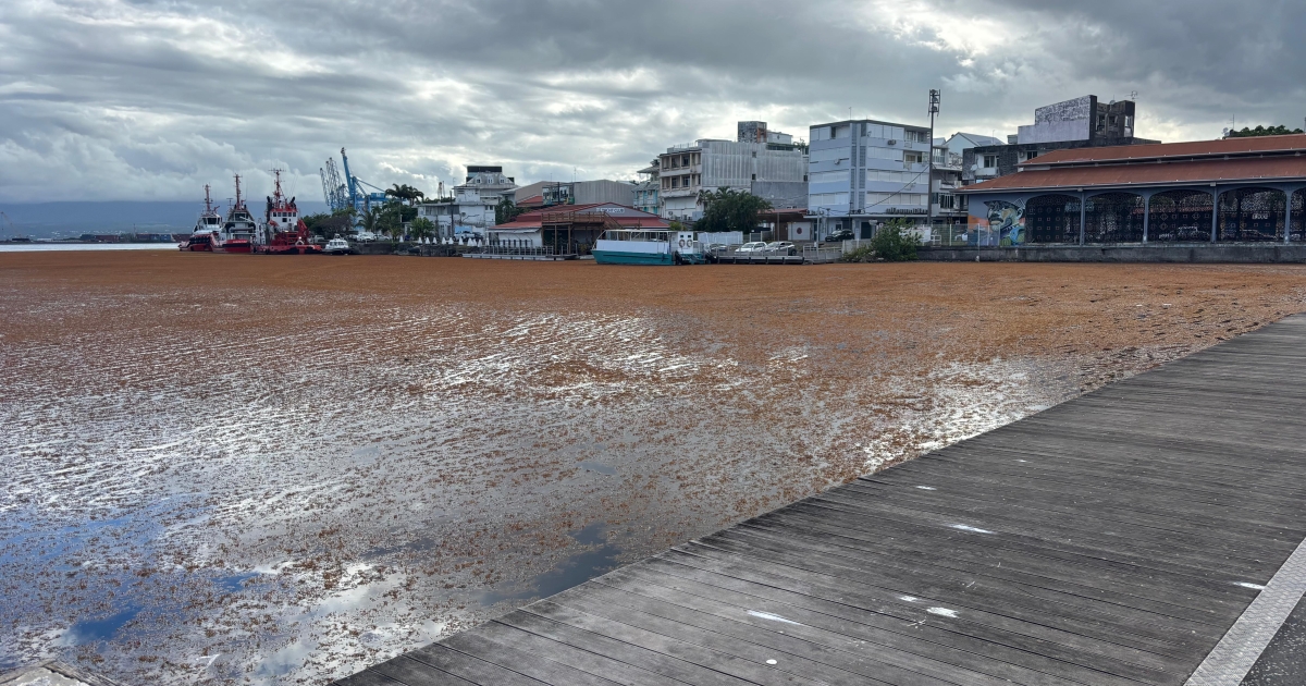     Sargasses : de nouveaux échouements massifs attendus en Guadeloupe


