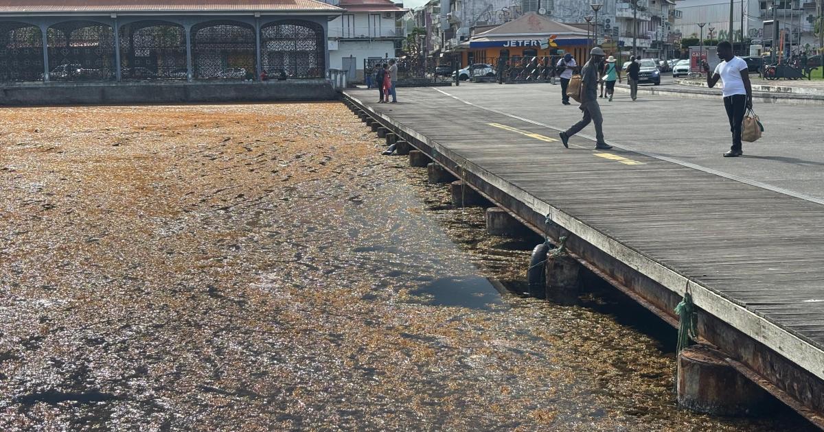     La revalorisation des sargasses reste un sujet complexe

