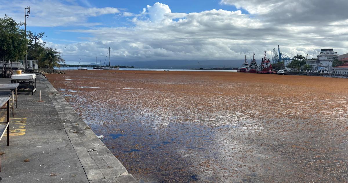     D’importants arrivages de sargasses en Guadeloupe pour ces prochains jours


