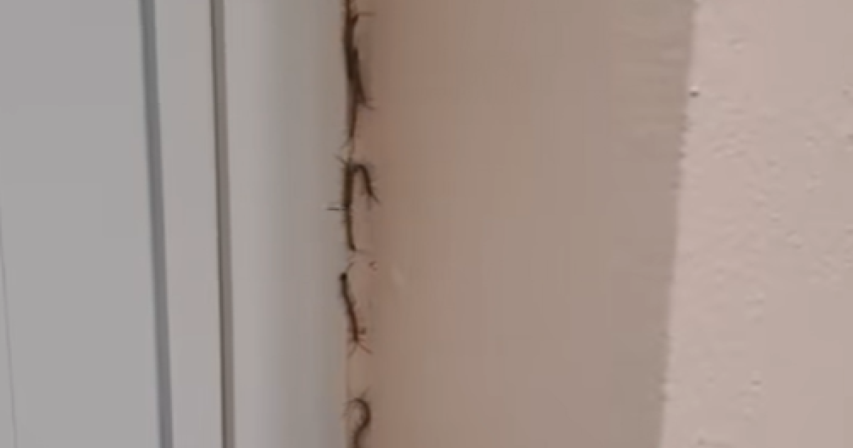     Invasion de scolopendres à Léonce Minatchy : la mairie a éradiqué le problème

