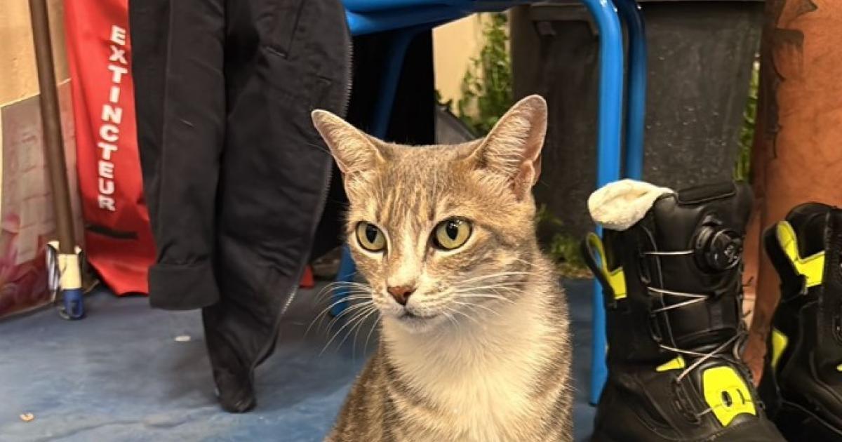     « Il n’a jamais été question de faire euthanasier cette chatte »

