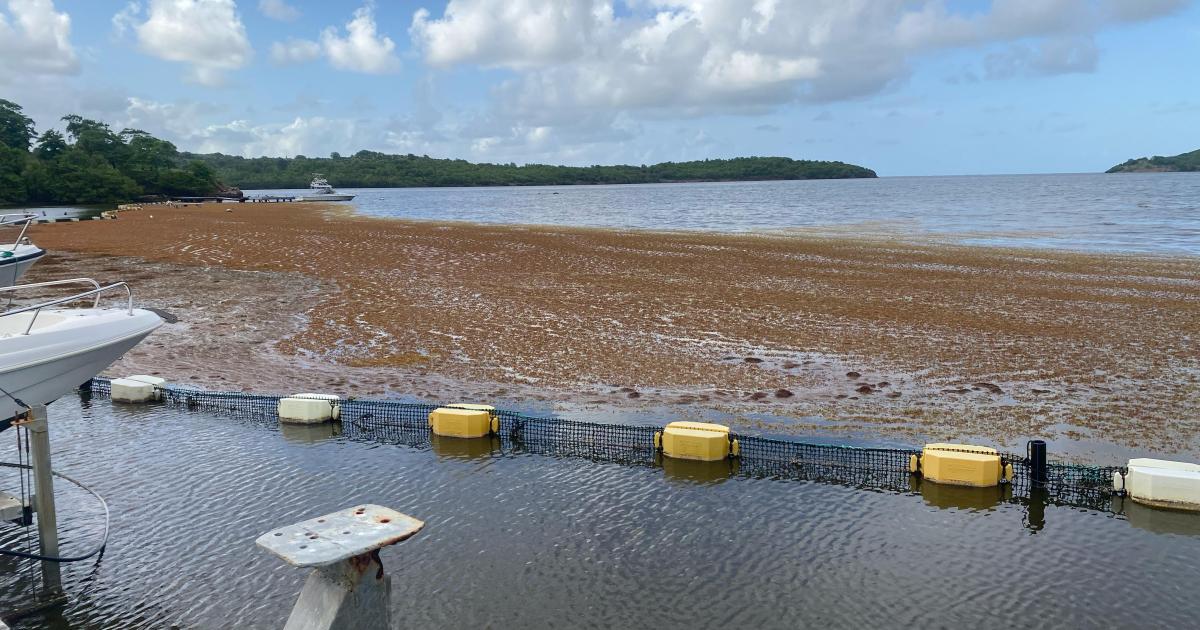     François Bayrou annonce un troisième plan sargasses pour renforcer la lutte contre les algues brunes


