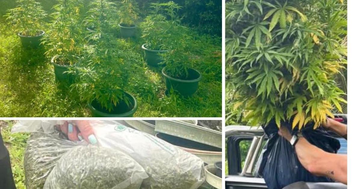     Sur pied ou séché, plus de 3 kg de cannabis saisis par les gendarmes du Moule

