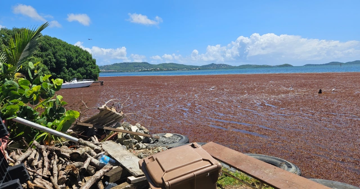     L'ASMA 972 lance une pétition nationale pour affronter la crise des sargasses

