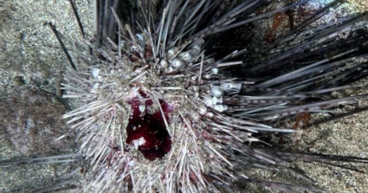     De nombreux oursins noirs malades dans les eaux martiniquaises


