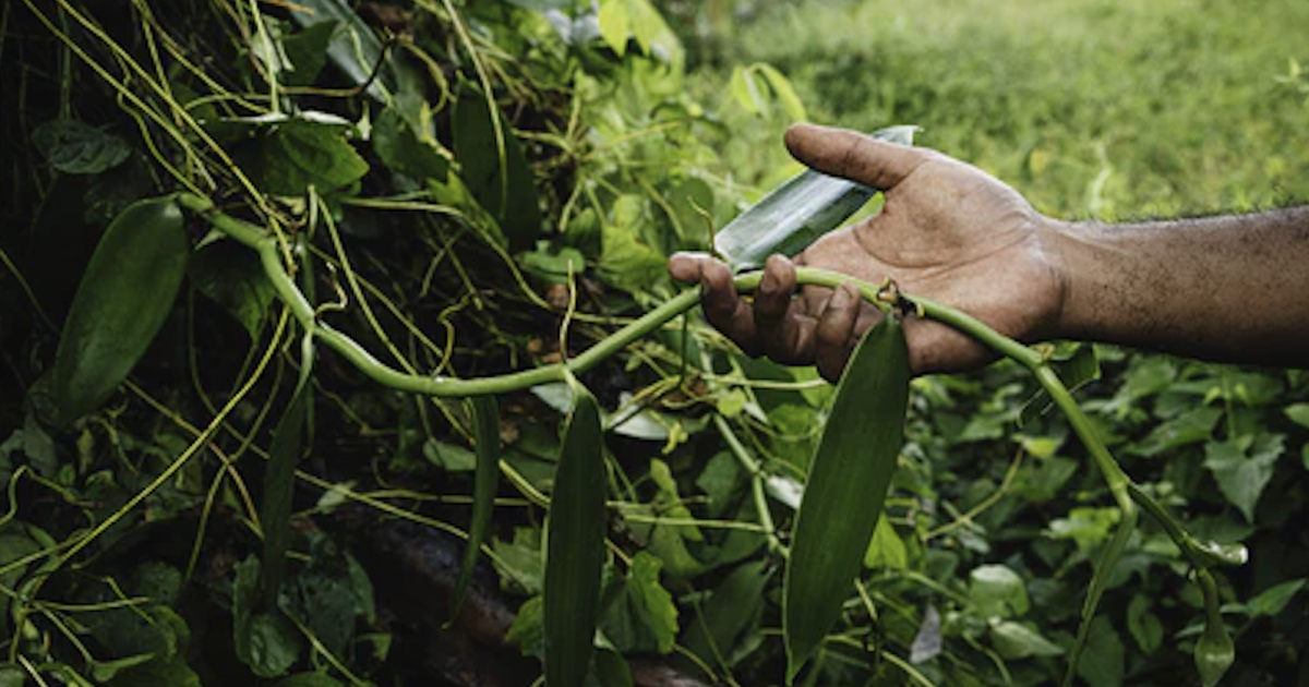     "Vanille Volkanik" le programme d'exception de la ferme Petit Cocotier

