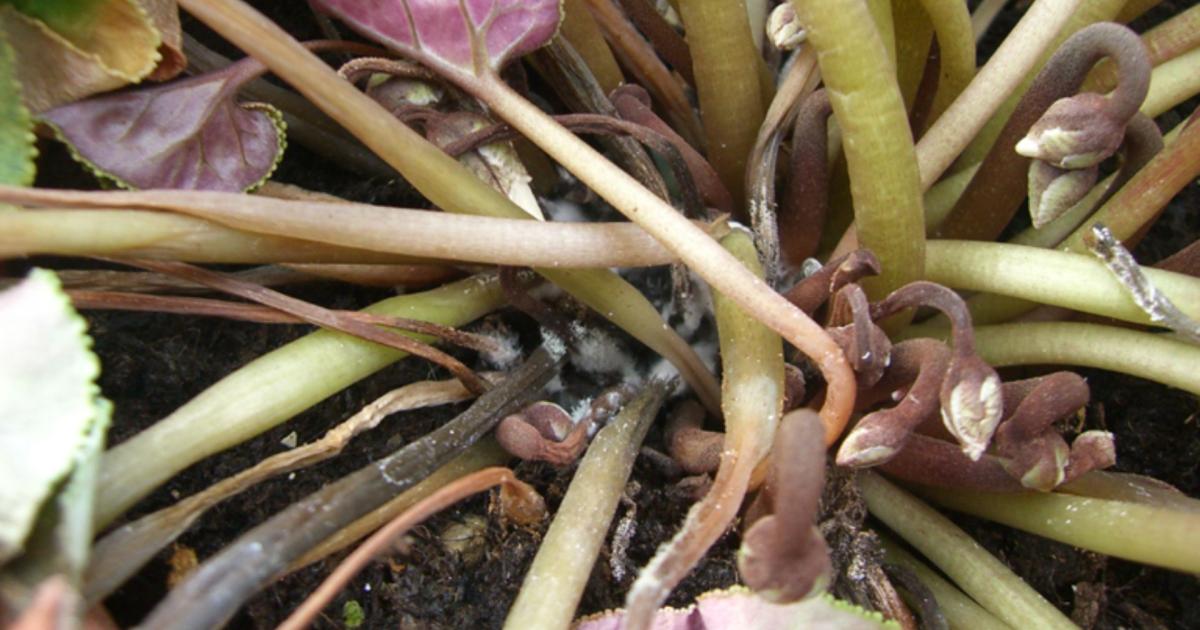     Champignon ravageur de culture : les Antilles ne sont pas concernées par cette souche

