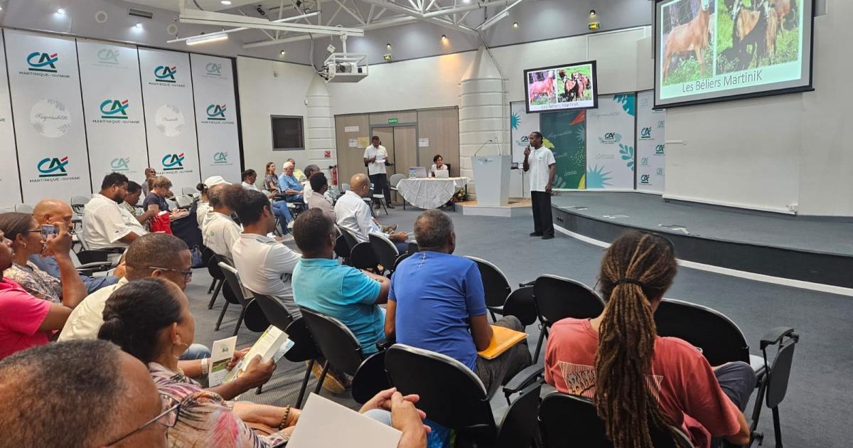     Au Lamentin, un séminaire pour valoriser le mouton local et relancer la filière

