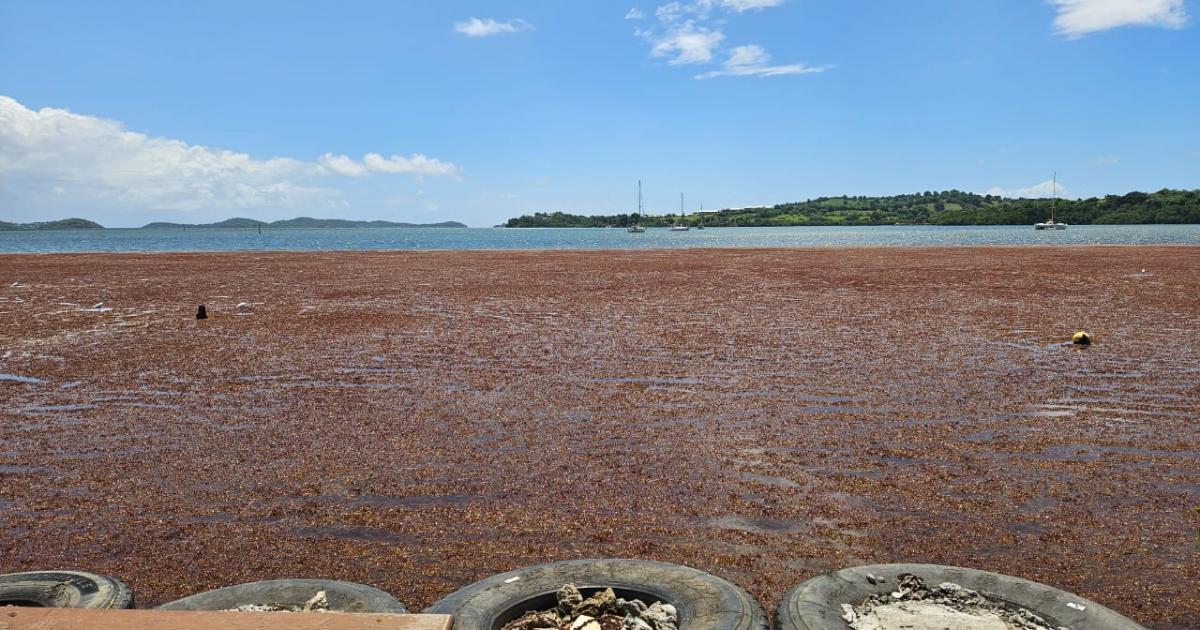     Un rapport d'experts recommande la mise en place d'un plan "sargasses-santé"

