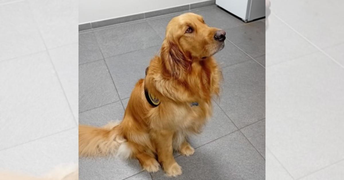     Un chien d'assistance judiciaire en test au tribunal de Cayenne 

