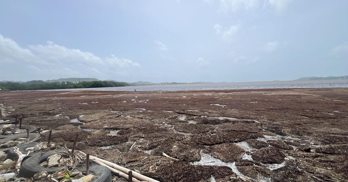     2025, une année record d’échouements de sargarsses en Martinique, selon Météo-France

