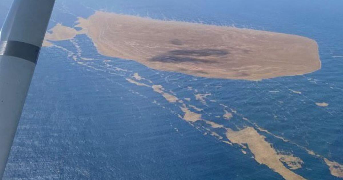     Sargasses : Rody Tolassy propose une approche plus offensive de leur gestion

