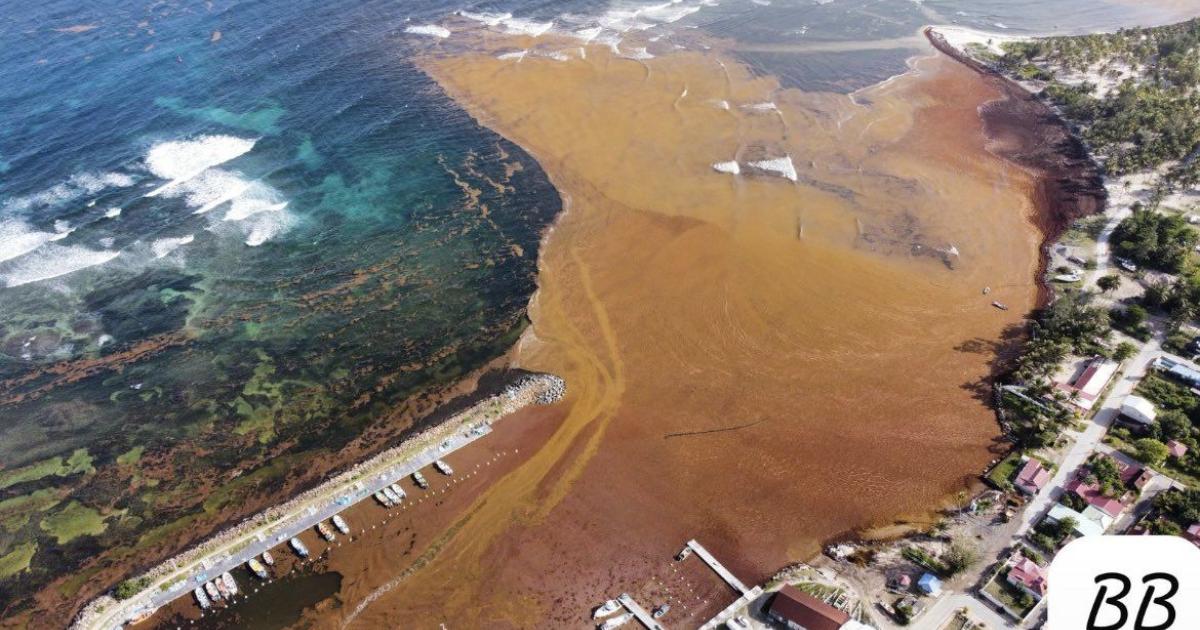     Sargasses : les échouements d’algues vont se poursuivre dans les prochaines semaines


