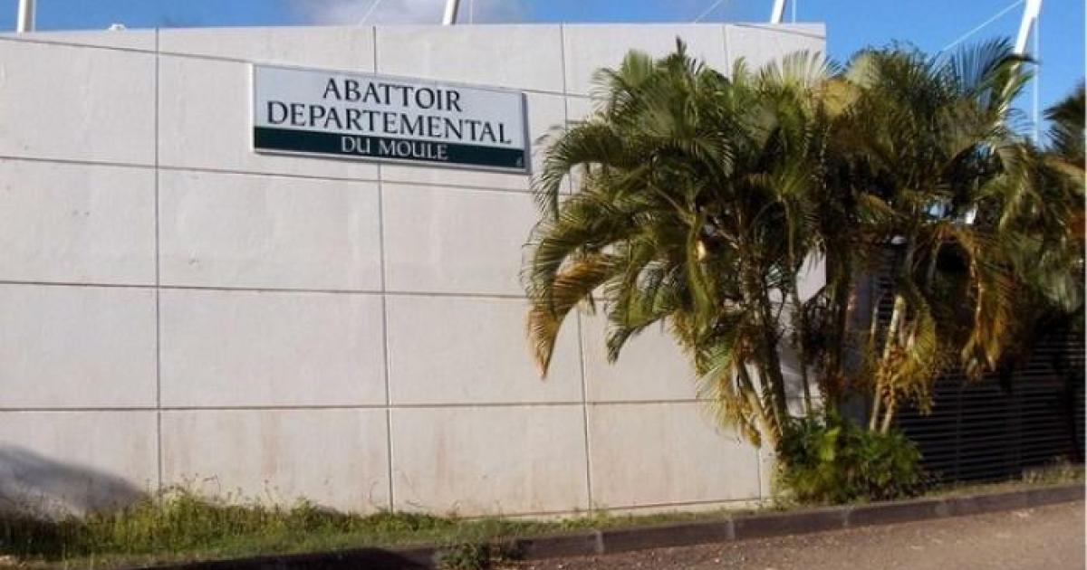     Les professionnels de la filière viande de Guadeloupe tirent la sonnette d'alarme

