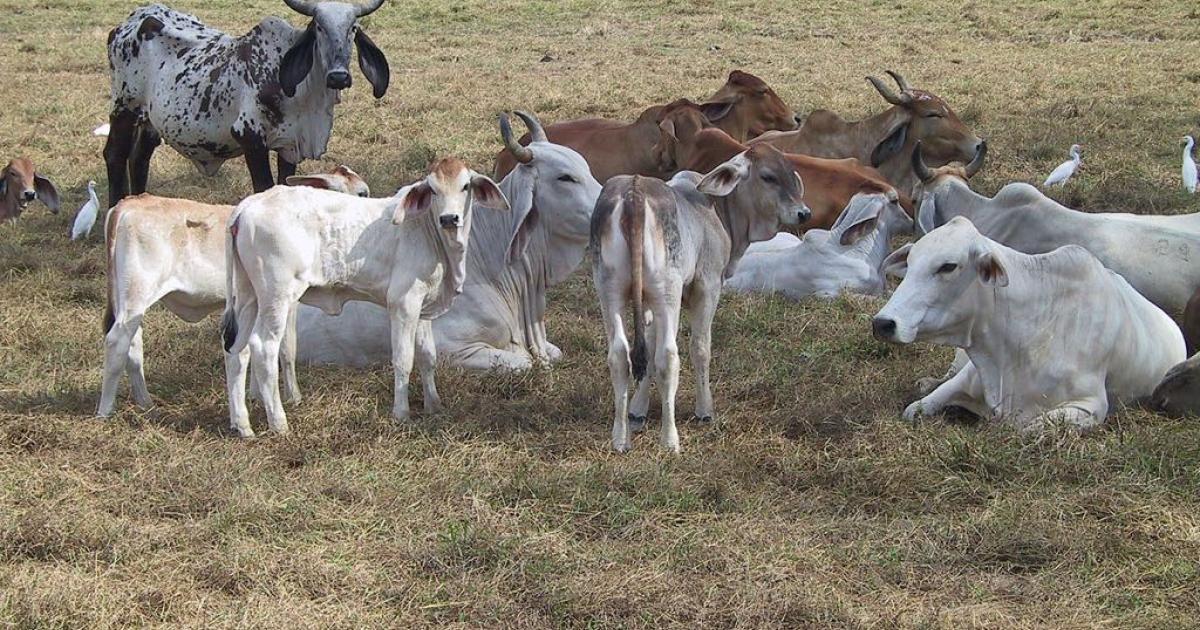     Une Brahman de Martinique sera la vache égérie du Salon de l'agriculture 2026

