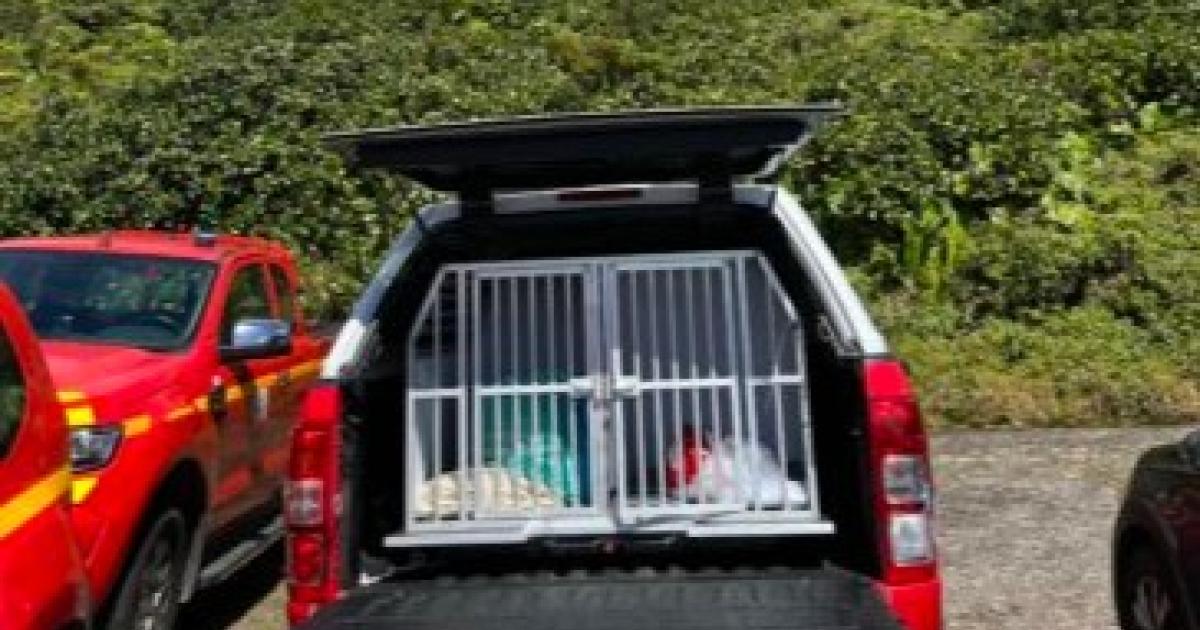     Portée disparue, une femme de 85 ans retrouvée saine et sauve à Marie-Galante

