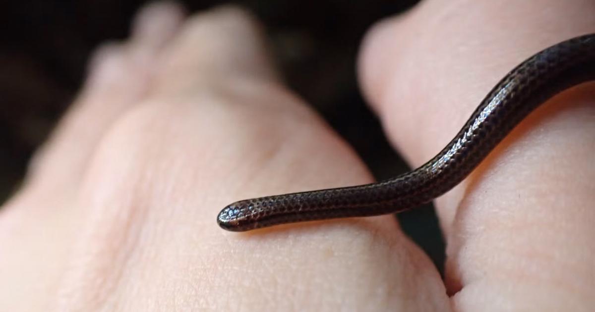     Le « plus petit serpent du monde » redécouvert à la Barbade

