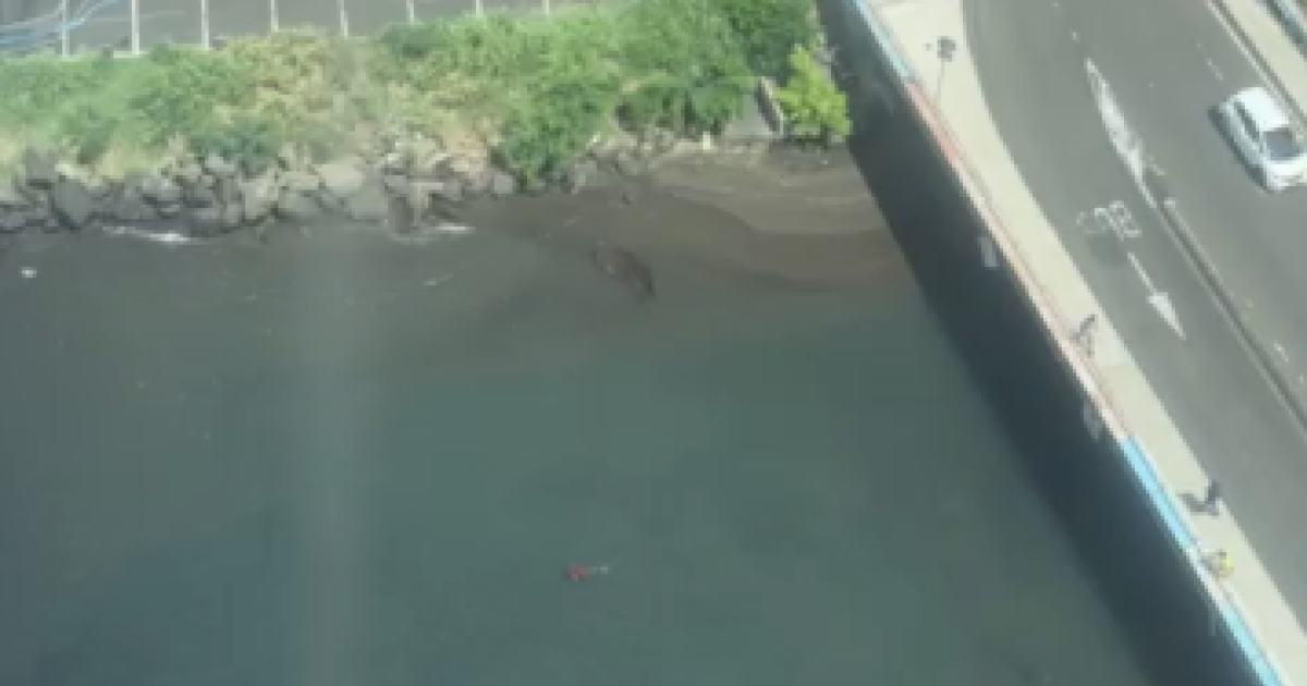     Un homme en situation irrégulière se jette dans le canal Levassor pour échapper au contrôle de police

