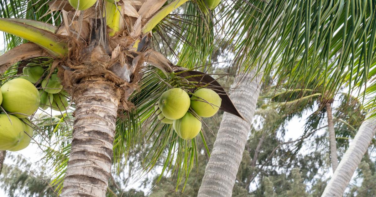     La noix de coco, une filière d’avenir en Guadeloupe ?

