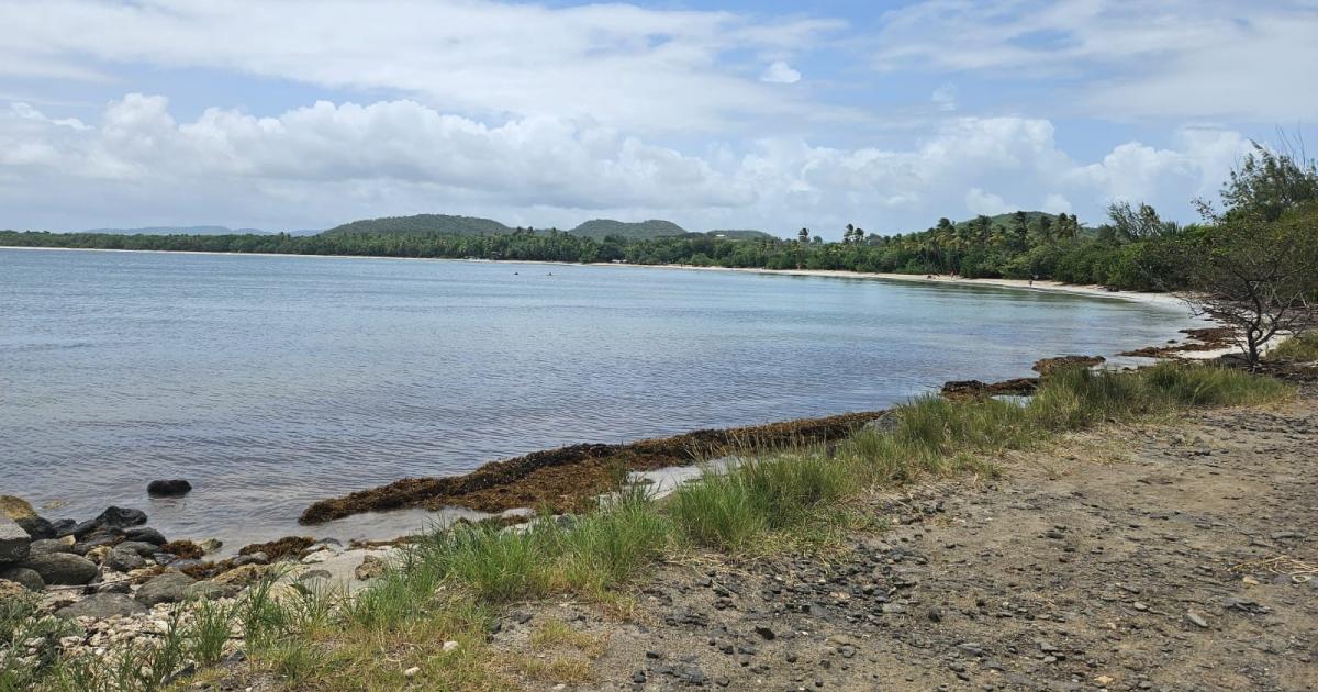     La plage et l’étang des Salines en danger à Sainte-Anne

