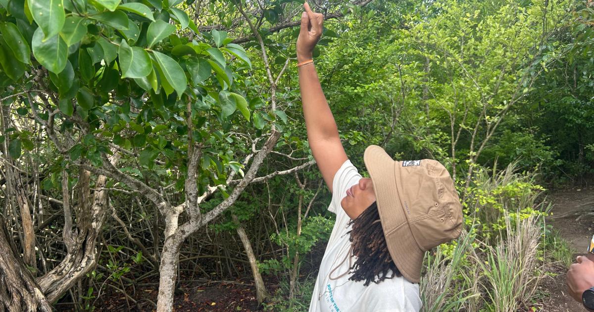     [ EN IMAGES ] Les martiniquais à la découverte de la mangrove, un écosystème aussi incroyable que malmené

