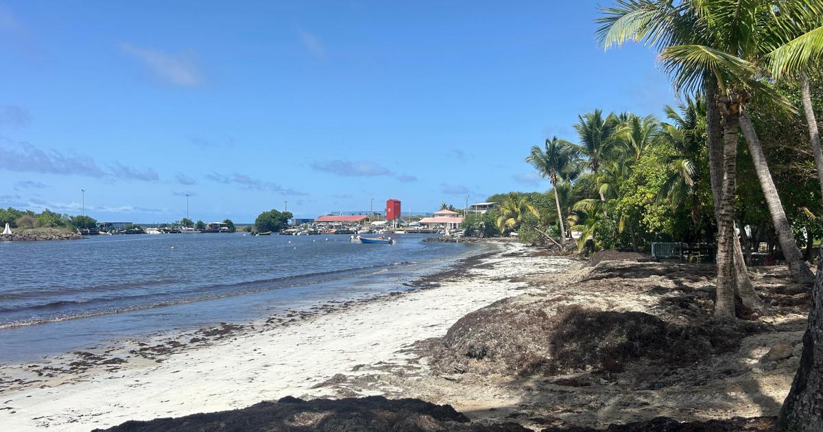     Au Vauclin, les agents se mobilisent pour retirer les sargasses avant l’arrivée du Tour des Yoles 2025

