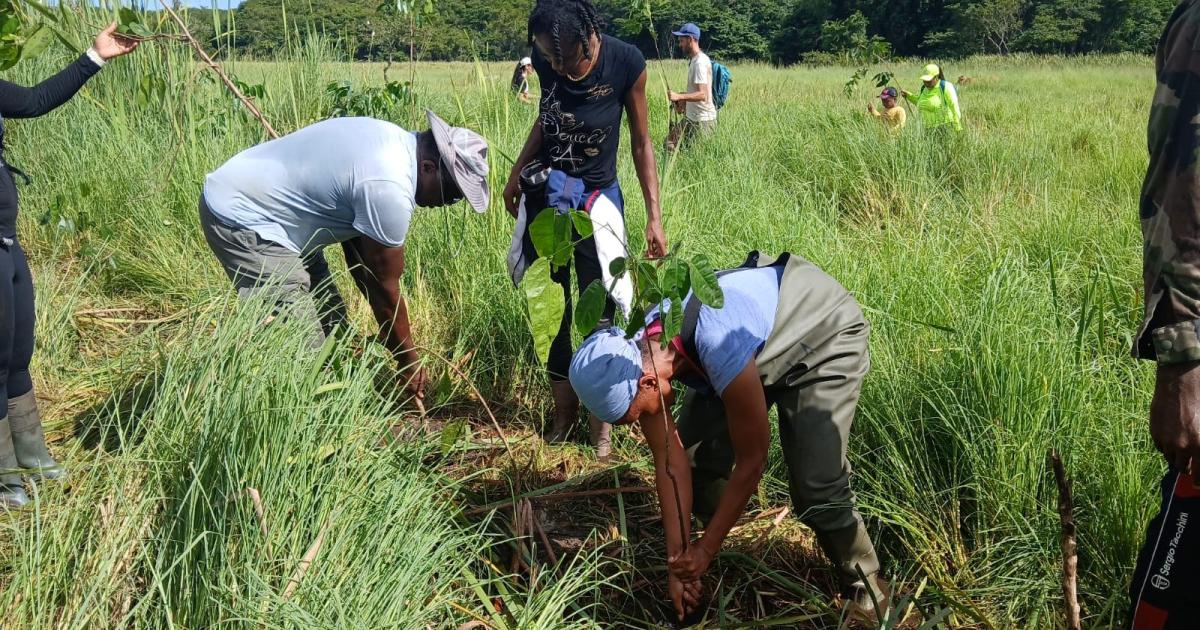     Un « koudmen » citoyen pour la restauration de la forêt marécageuse de Golconde aux Abymes

