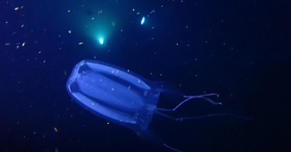     Des plongeurs encerclés et piqués par des cuboméduses aux Anses d’Arlet

