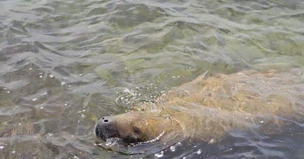     Appel à témoignages : avez-vous vu le lamantin Taicaraya ?

