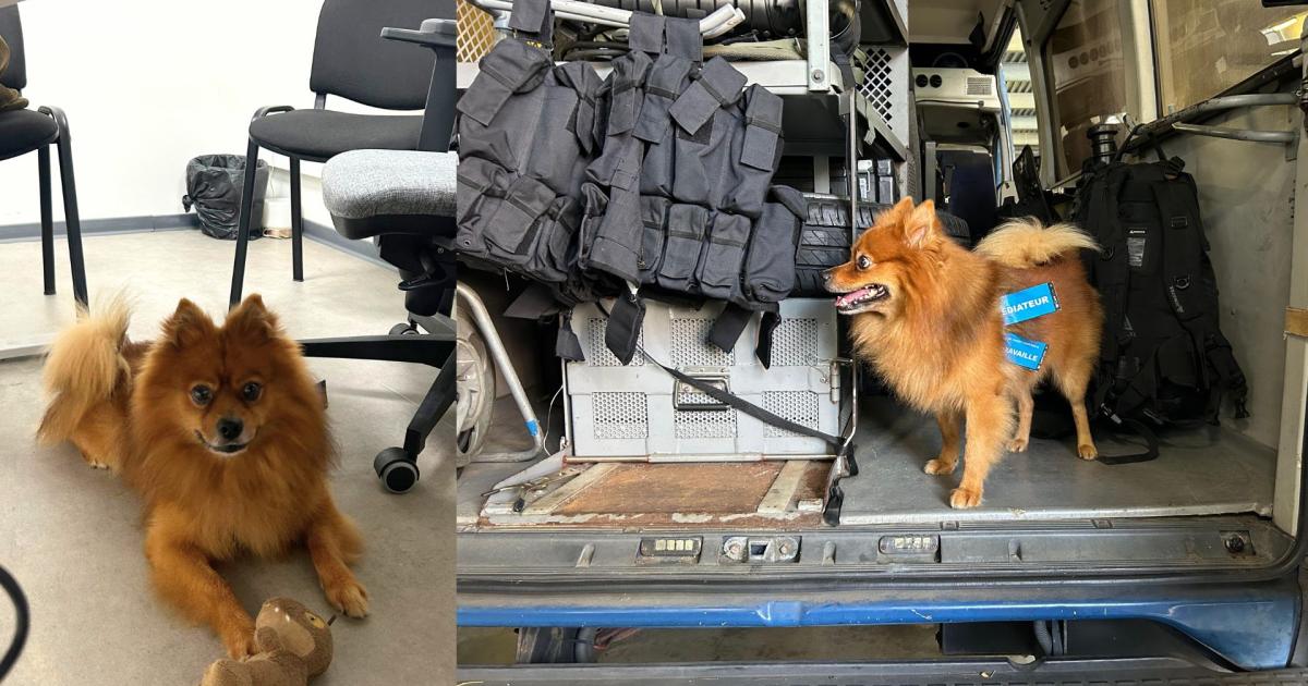     [EN IMAGES] Oscar, le chien qui aide les victimes à parler au commissariat de Fort-de-France

