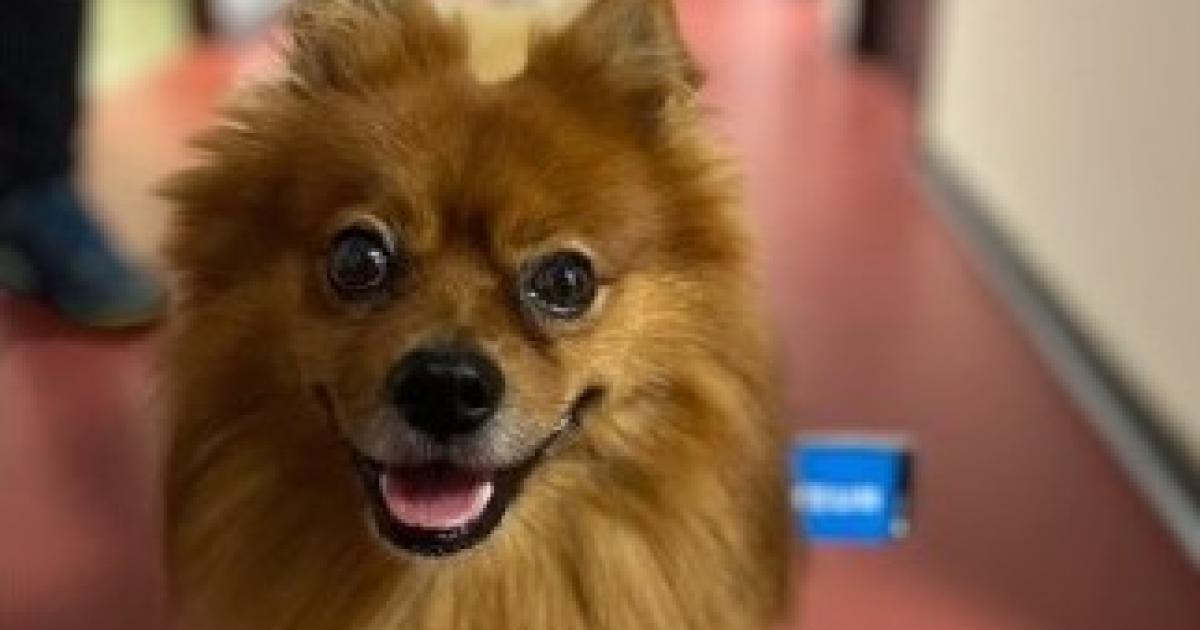     En Martinique, le chien de médiation Oscar apaise les victimes au commissariat

