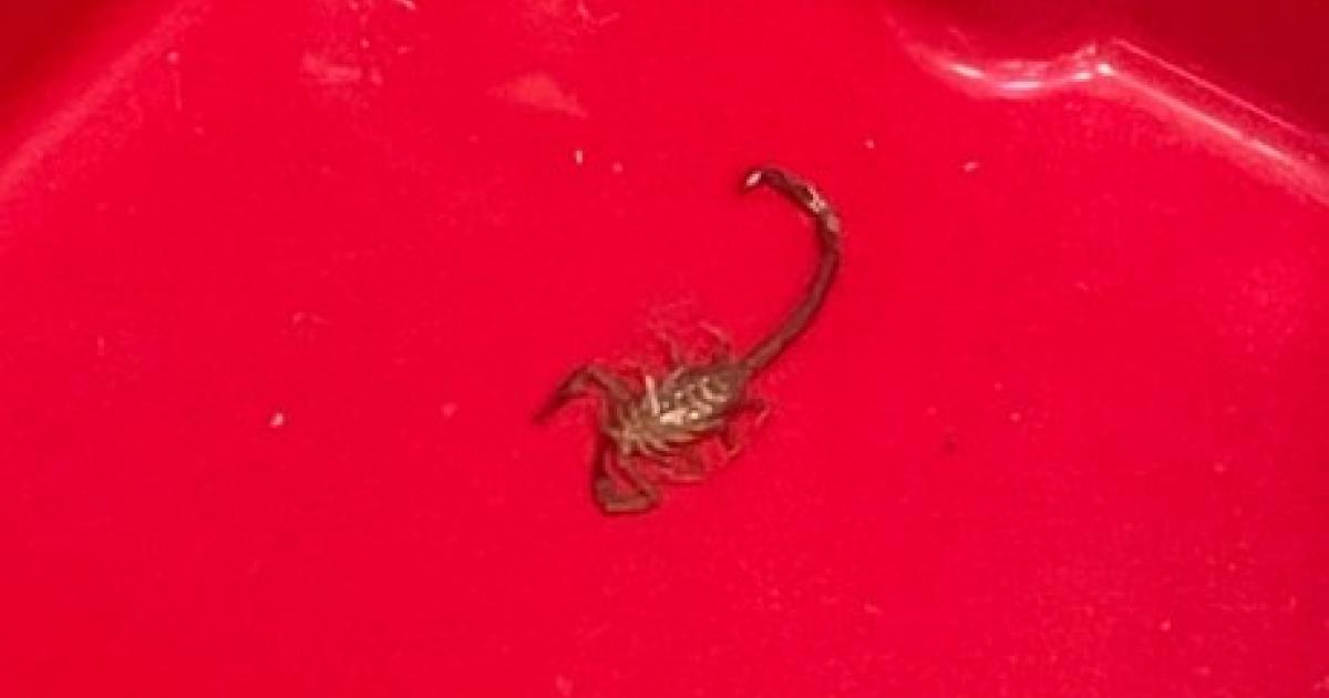     Piquée par un scorpion à Lamentin : « J’ai senti une brûlure intense »

