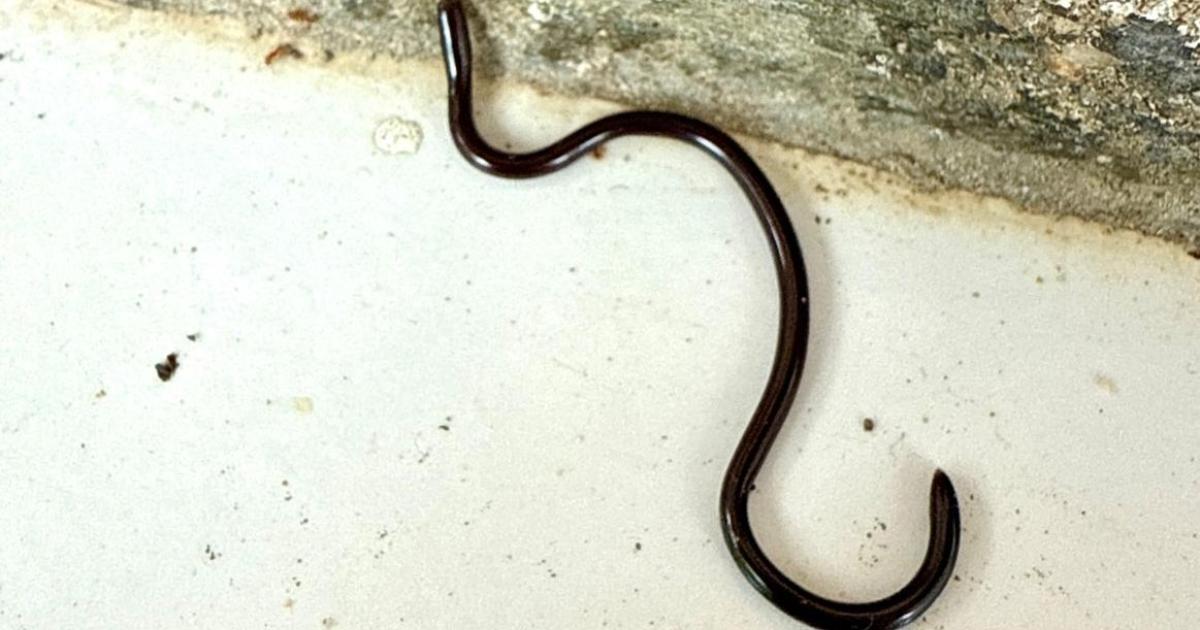     [VIDEO] L’un des plus petits serpents du monde observé en Guadeloupe

