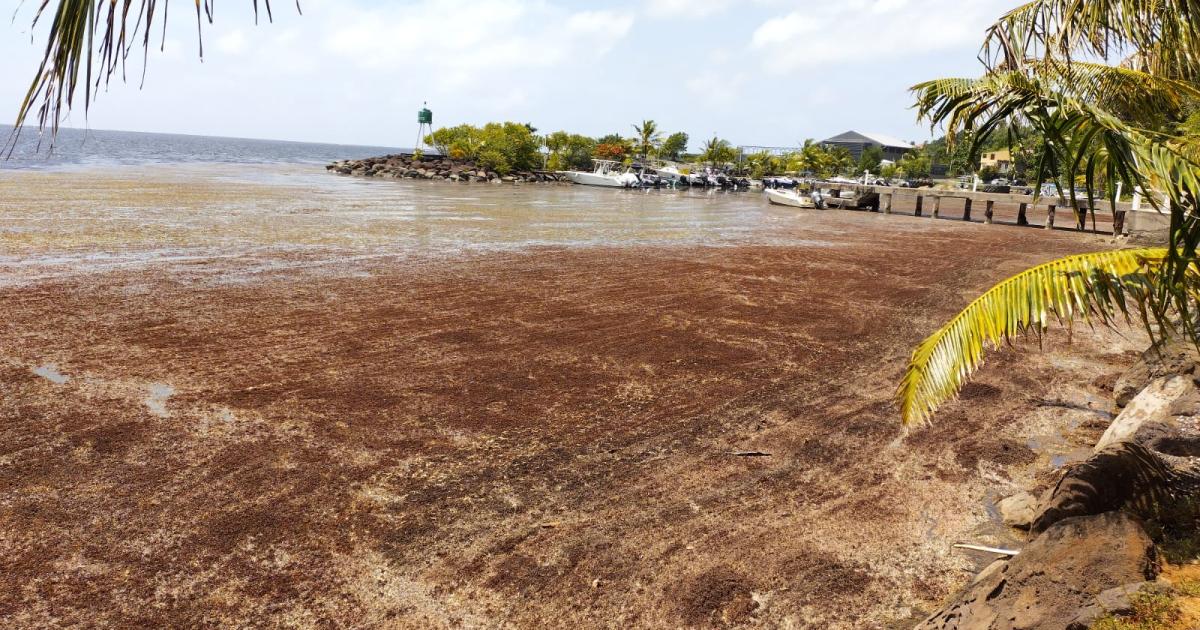     À Abou Dhabi, la Guadeloupe obtient la reconnaissance internationale du fléau des sargasses

