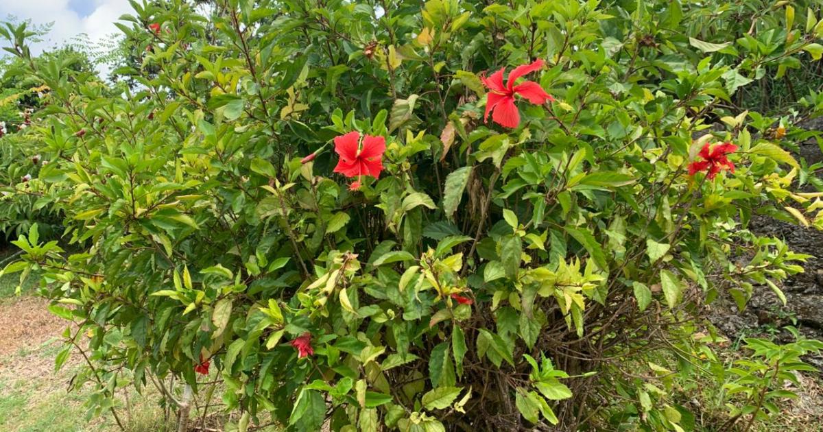     [SÉRIE 2/5] 20 ans après le crash de la West Caribbean : les hibiscus de maman

