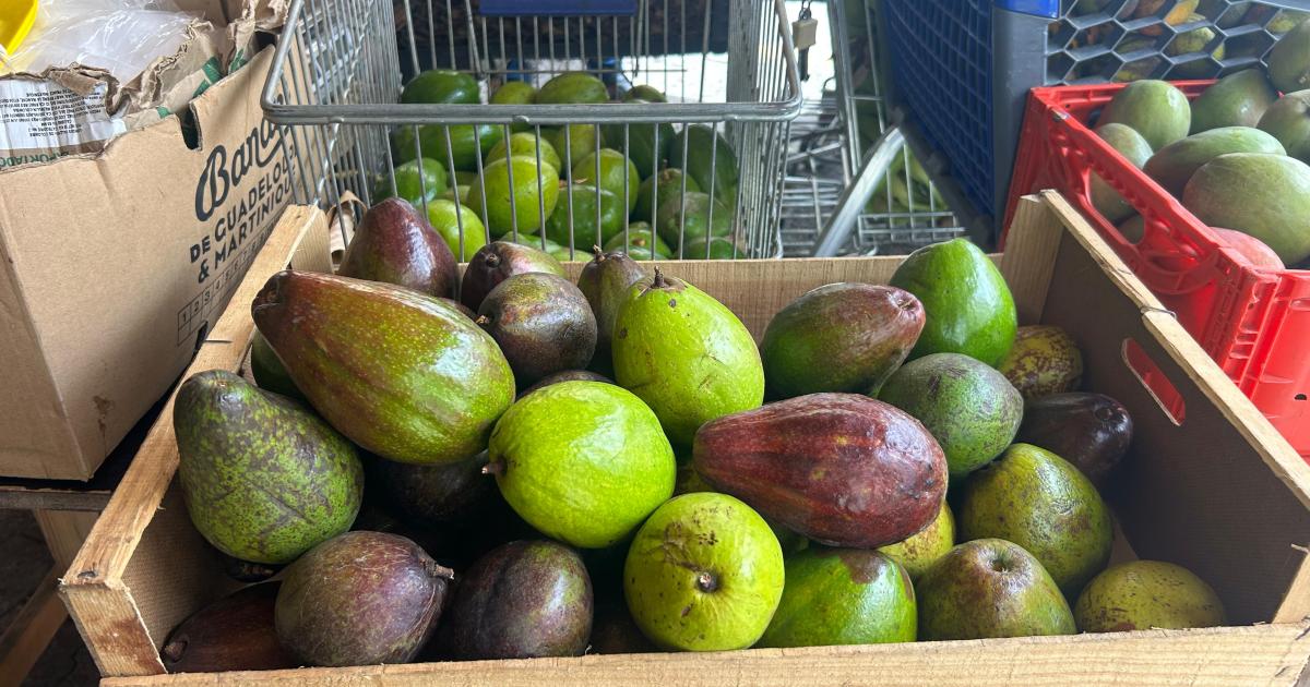     La saison des avocats bat son plein en Martinique

