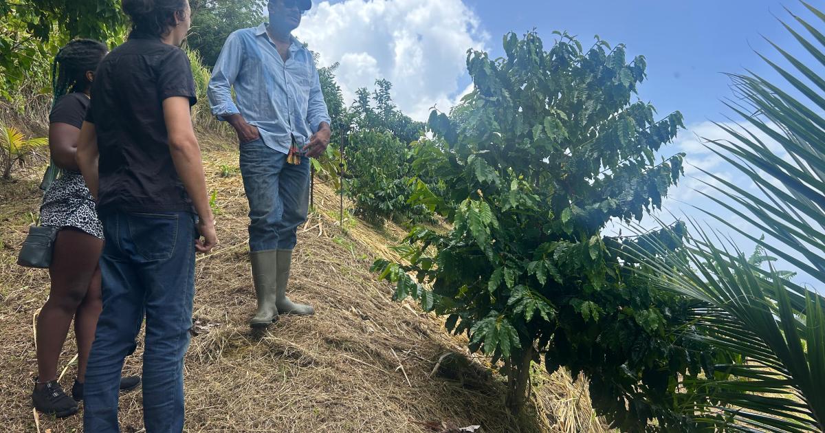     Deux experts du Honduras viennent soutenir la filière café en Martinique

