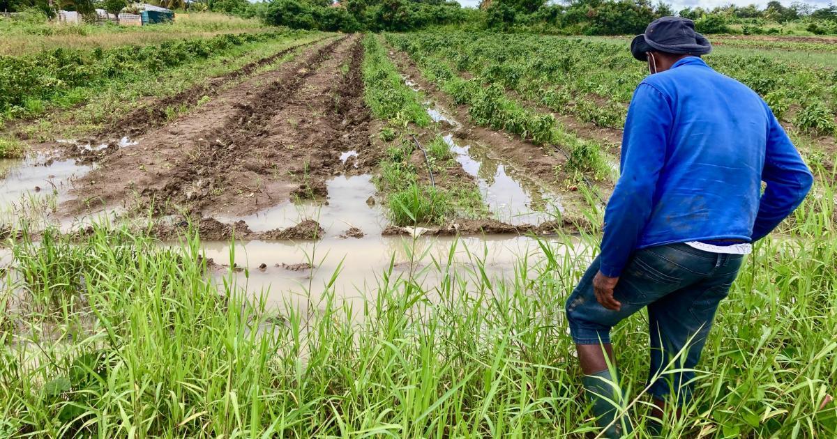    Calamité agricole : des aides pour les agriculteurs après les fortes pluies de mai en Guadeloupe


