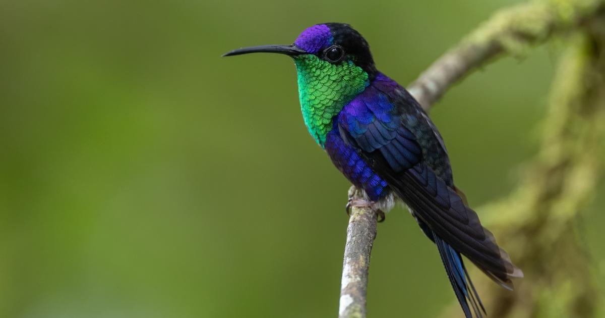     Les oiseaux tropicaux victimes des chaleurs extrêmes

