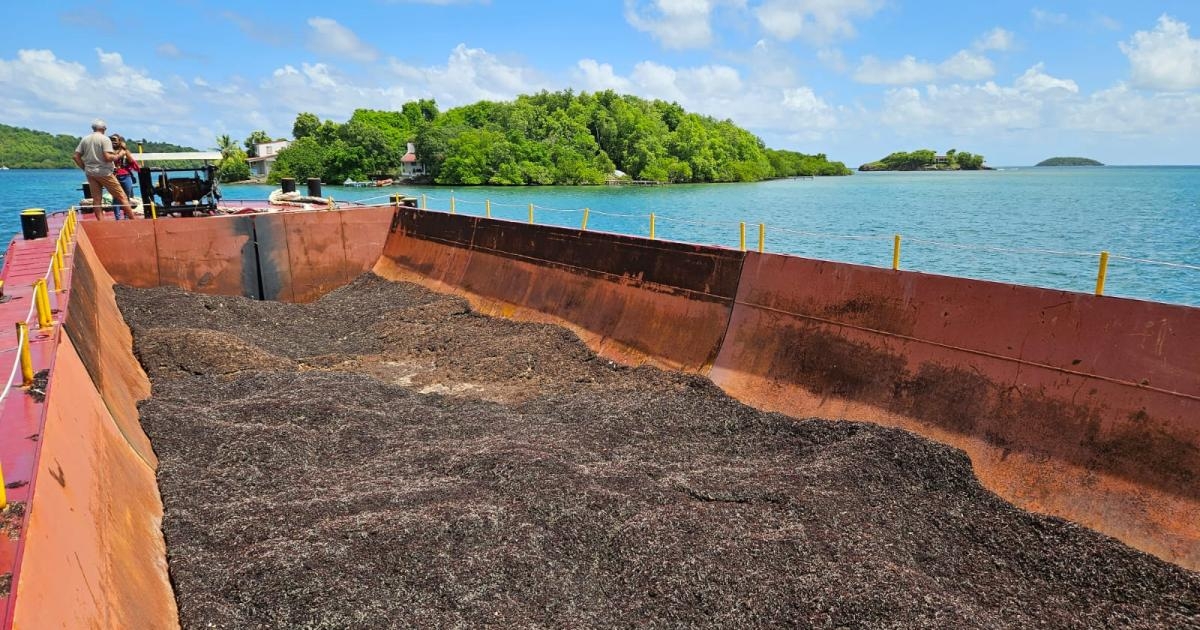     [DOSSIER SARGASSES] Trois projets en cours pour valoriser les algues brunes

