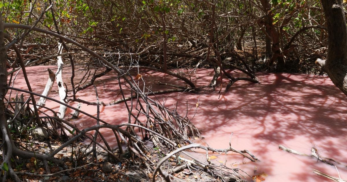     Pourquoi l’eau des mangroves devient-elle rose ?

