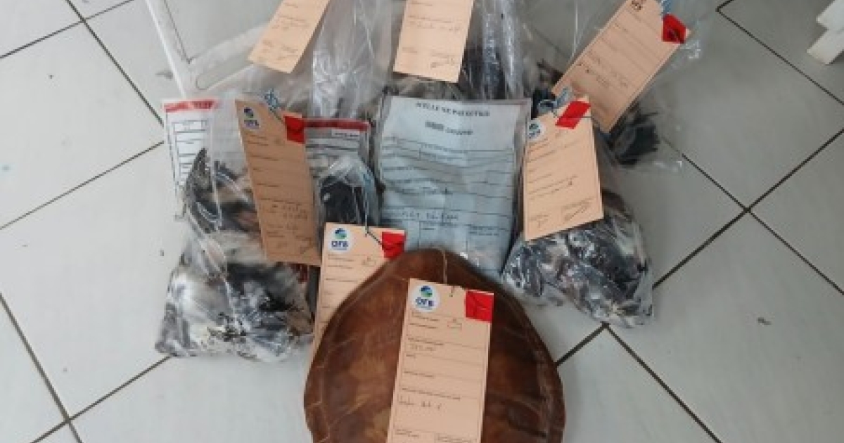     Un chasseur épinglé pour le prélèvement d’espèces protégées en Guadeloupe

