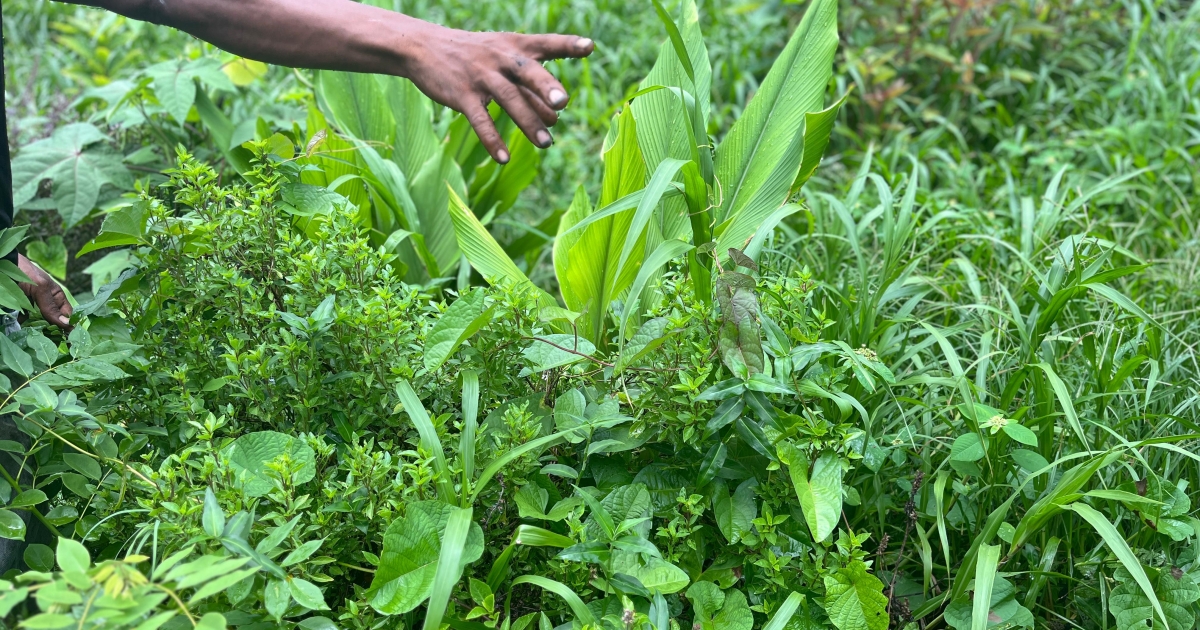     [5/5 SÉRIE] Un an après le mouvement contre la vie chère : la production locale, une solution pérenne ? 


