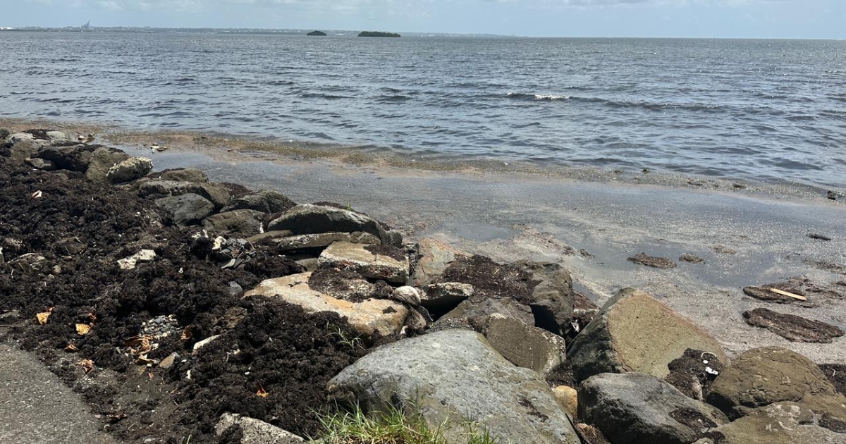     [DOSSIER SARGASSES] À Petit-Bourg, le bord de mer devenu un enfer

